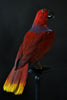 Taxidermy Eclectus Parrot Displayed in Victorian Glass Dome. (Eclectus Roratus)