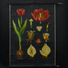 Vintage Botanical School Pull Chart 1960's. Tulipa Gesneriana (Tulip)