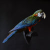 Delightful Taxidermy Harlequin Macaw.