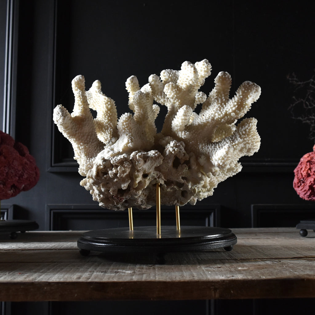 Decorative Large Vintage White Reef Coral Specimen on Stand.