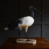 Wonderful Specimen of a Sacred Ibis.