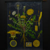 Vintage Botanical School Pull Chart 1960's. Taraxacum Officinale (Dandelion)