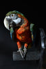 Delightful Taxidermy Harlequin Macaw.