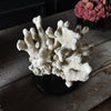 Decorative Large Vintage White Reef Coral Specimen on Stand.