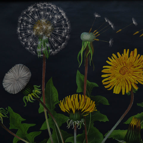 Vintage Botanical School Pull Chart 1960's. Taraxacum Officinale (Dandelion)