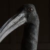 Wonderful Specimen of a Sacred Ibis.