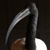Wonderful Specimen of a Sacred Ibis.