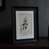 A Set Of Four 18th Century Botanical Engravings - Pierre Joseph François Turpin