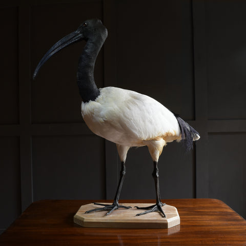 Wonderful Specimen of a Sacred Ibis.