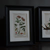 A Set Of Four 18th Century Botanical Engravings - Pierre Joseph François Turpin