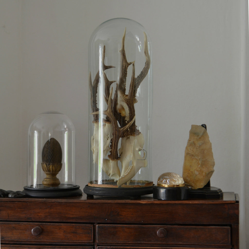 Roe Deer Antlers Displayed in a Victorian Glass Dome.