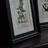 A Set Of Four 18th Century Botanical Engravings - Pierre Joseph François Turpin