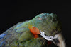 Delightful Taxidermy Harlequin Macaw.