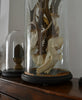 Roe Deer Antlers Displayed in a Victorian Glass Dome.