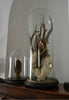 Roe Deer Antlers Displayed in a Victorian Glass Dome.