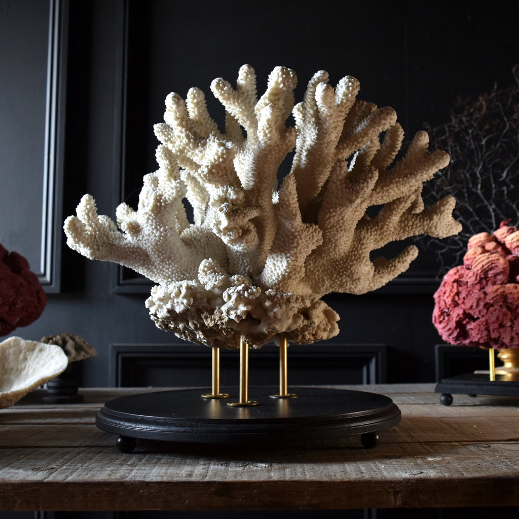 Large Vintage White Reef Coral Specimen on stand.