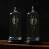 Taxidermy Flying Dragon 'Draco volan' in Vintage Glass Dome. (Red)