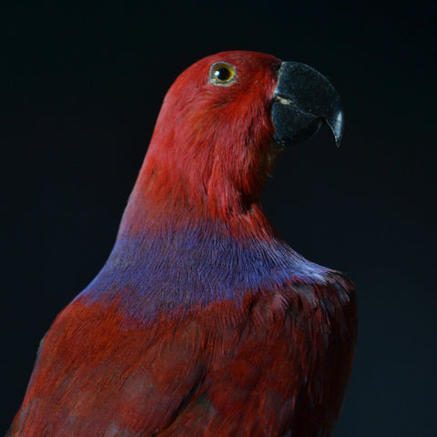 Taxidermy Eclectus Parrot Displayed in Victorian Glass Dome. (Eclectus Roratus)