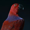 Taxidermy Eclectus Parrot Displayed in Victorian Glass Dome. (Eclectus Roratus)