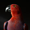 Taxidermy Eclectus Parrot Displayed in Victorian Glass Dome. (Eclectus Roratus)