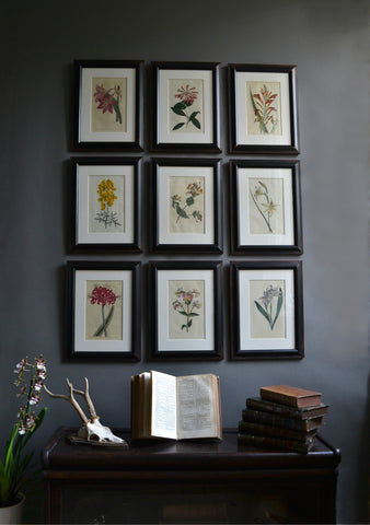 A set of Nine 18th Century Framed Botanical Engravings - William Curtis, London