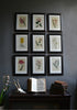 A set of Nine 18th Century Framed Botanical Engravings - William Curtis, London