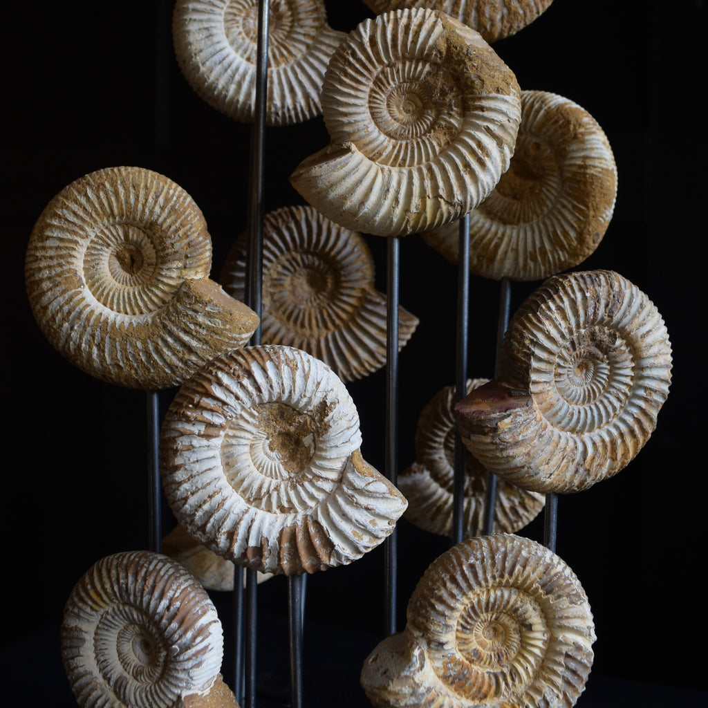 Beautiful Collection of Ammonite fossils Specimens in Victorian Glass Dome.'SOLD'
