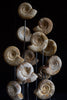 Beautiful Collection of Ammonite fossils Specimens in Victorian Glass Dome.'SOLD'