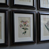 A set of Nine 18th Century Framed Botanical Engravings - William Curtis, London