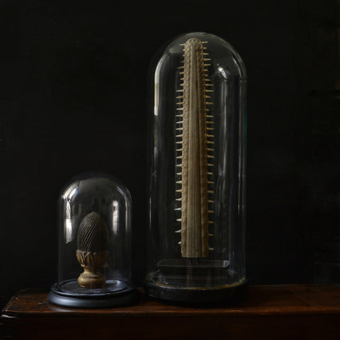 Vintage Sawfish Rostrum Bill Circa 1920, In a Victorian Glass Dome.