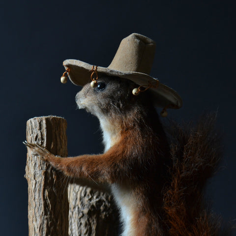 Checky Victorian Taxidermy Red Squirrel 'Sciurus vulgaris'