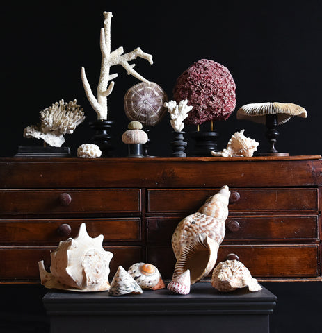 Collection of Coral and Shell Specimens