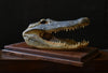 Superb Vintage Mounted Taxidermy Alligator Head.