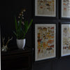 Four Framed Swedish Lithograph Prints Of Mushrooms, Circa 1901