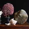 Collection of Coral and Shell Specimens