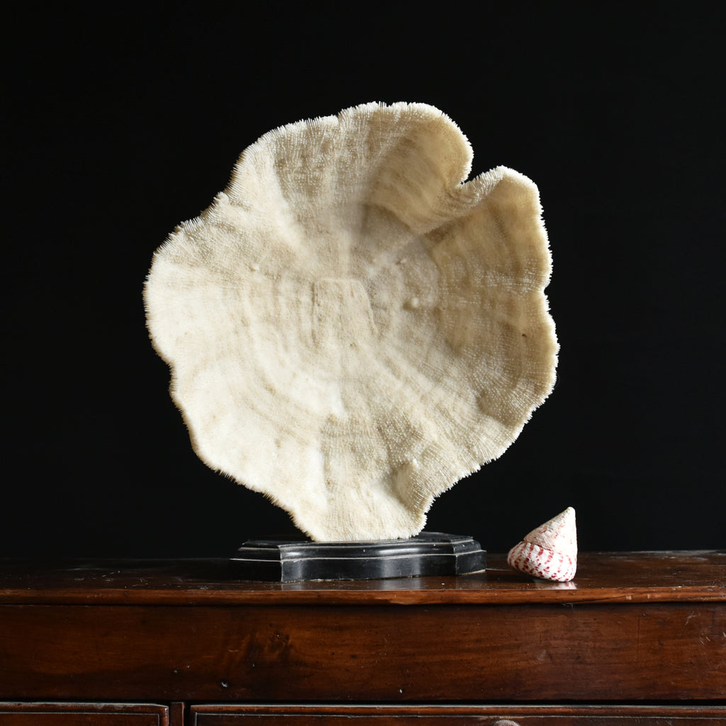 Early 20th Century Large Natural Coral Bowl.