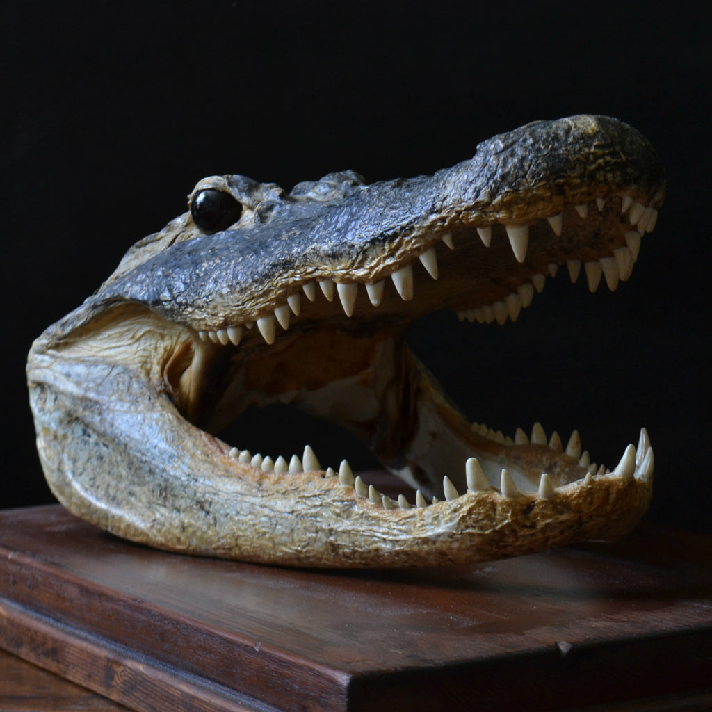 Superb Vintage Mounted Taxidermy Alligator Head.