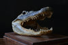 Superb Vintage Mounted Taxidermy Alligator Head.