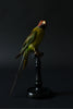 Victorian Mounted Plum-Headed Parakeet Displayed In Glass Dome.