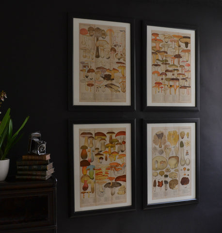 Four Framed Swedish Lithograph Prints Of Mushrooms, Circa 1901