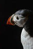 Wonderful Edwardian Puffin In Glass Dome