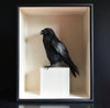 A Exceptional Large Taxidermy Raven in Case.