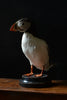 Wonderful Edwardian Puffin In Glass Dome
