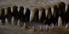 Mounted Fresh Water Crocodile Skull, (Crocodylus Sisamensis)