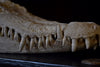 Mounted Fresh Water Crocodile Skull, (Crocodylus Sisamensis)