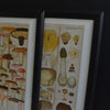 Four Framed Swedish Lithograph Prints Of Mushrooms, Circa 1901