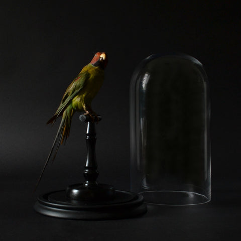 Victorian Mounted Plum-Headed Parakeet Displayed In Glass Dome.