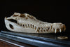 Mounted Fresh Water Crocodile Skull, (Crocodylus Sisamensis)