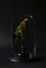Victorian Mounted Plum-Headed Parakeet Displayed In Glass Dome.