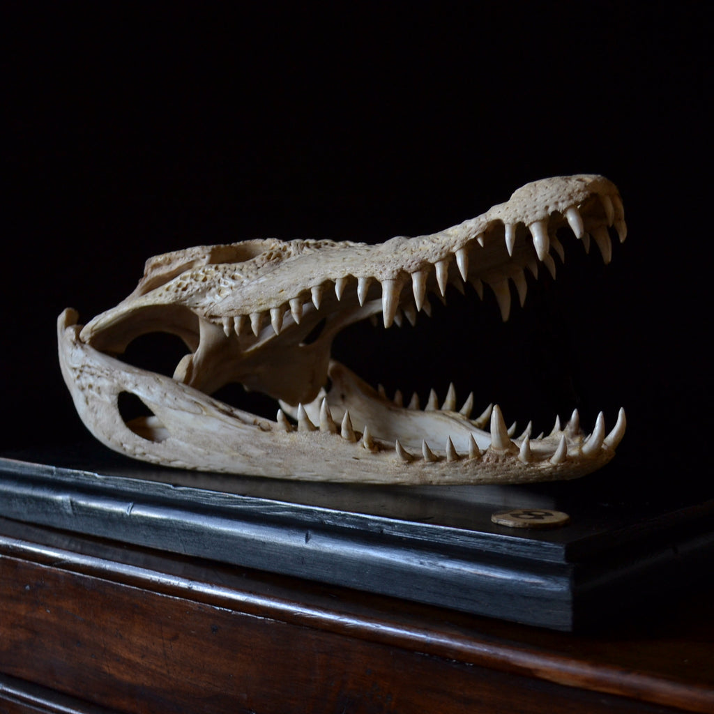 Mounted Fresh Water Crocodile Skull, (Crocodylus Sisamensis)